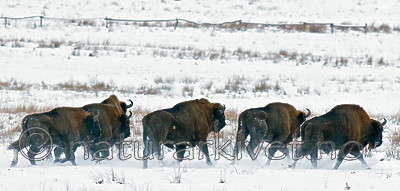 BB 11 0001 / Bison bonasus / Visent